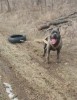 Cane Corso mascul pt.monta