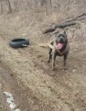 Cane Corso mascul pt.monta