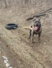 Cane Corso mascul pt.monta