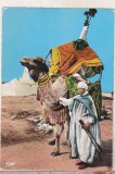 bnk cp Algeria - Beduin cu camila - uzata