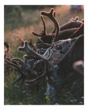 Tablou Canvas, "Turma de reni &icirc;n lumina apusului", Ren, Tufisuri, Antlers, Soare, Flori, Camp, Natura, Lumina, 26 x 39 cm, CMCLASS