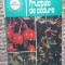 Fructele de padure - Avram Lucescu, Traian Ionescu, 1985