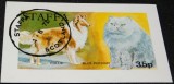 Staffa Scotland &ndash; Collie &amp; Blue Persian &ndash; Coliță CTO -A61