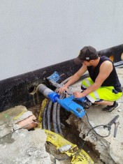 Execut gauri cu carota foto