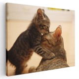 Tablou pisicuta jucandu-se cu mama sa Tablou canvas pe panza CU RAMA 20x30 cm