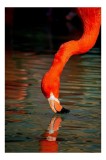 Tablou Canvas, "Flamingo roșu b&acirc;nd apă liliachie", Flamingo, Apă, Reflecție, G&acirc;t, Portocaliu, Pene, Beak, Contrast, Natură, Elegant, 26 x 39 cm, CMCLA