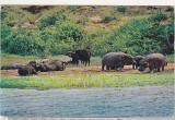 bnk cp Fauna africana - carte postala circulat Tanzania-Romania 1974