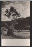 CPIB 22421 - CARTE POSTALA - VALEA TELEAJENULUI LA CHEIA, RPR, NECIRCULATA, Fotografie