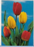 Bnk cp Carte postala 3D - Lalele - Japonia - Wonder Co SSP-261, Circulata, Printata