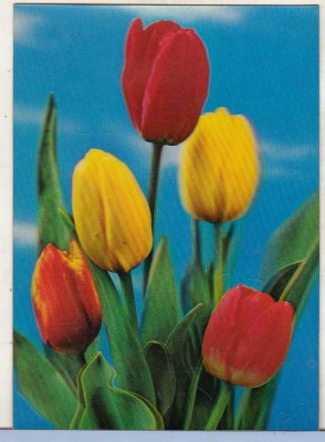 bnk cp Carte postala 3D - Lalele - Japonia - Wonder Co SSP-261 foto