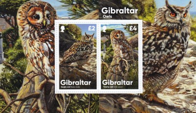 GIBRALTAR 2020 FAUNA PASARI BUFNITE foto
