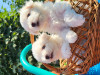 Vand Bichon, Pedigree