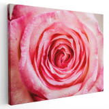 Tablou floare trandafir roz detaliu Tablou canvas pe panza CU RAMA 50x70 cm