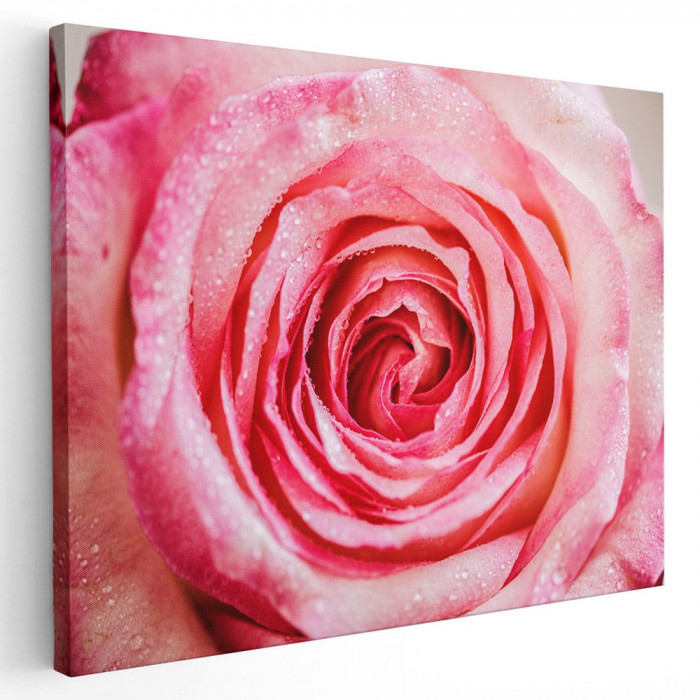 Tablou floare trandafir roz detaliu Tablou canvas pe panza CU RAMA 80x120 cm