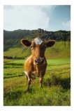 Tablou Canvas, "Vaca curioasă &icirc;n peisaj montan verde", Vacă, Peisaj, Verdeață, Dealuri, Cer, Urechi, Blană, Ochi, Natură, Iarbă, 26 x 39 cm, CMCLASS