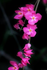 ANTIGONON LEPTOPUS - planta de coral - 5 seminte pentru semanat foto