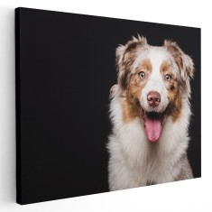 Tablou caine Ciobanesc Australian Tablou canvas pe panza CU RAMA 20x30 cm