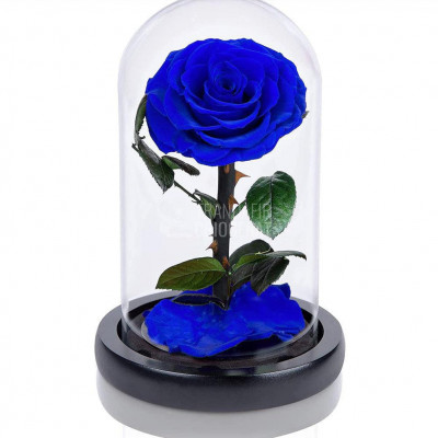 Trandafir Criogenat albastru &amp;Oslash;8cm in cupola sticla 10x20cm foto