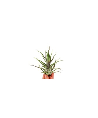 Planta aeriană Tillandsia Pruinosa foto