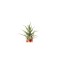 Planta aeriană Tillandsia Pruinosa
