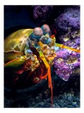 Tablou Canvas, "Mantisul marin &icirc;n arsenal colorat", Colorat, Vibrant, Exotic, Fascinant, Maritim, Strălucitor, Complex, Impresionant, Detaliat, Plin-D