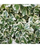 Planta Euonymus fortunei Emerald &#039;n&#039; Gaity P9, ghiveci 9cm, Oem