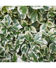 Planta Euonymus fortunei Emerald &#039;n&#039; Gaity P9, ghiveci 9cm