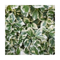 Planta Euonymus fortunei Emerald &#039;n&#039; Gaity P9, ghiveci 9cm