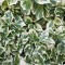 Planta Euonymus fortunei Emerald &#039;n&#039; Gaity P9, ghiveci 9cm