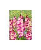 Bulb, Gladiole, Apricot bubble gum Gladiole, Calibru 8/10, Oem