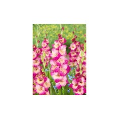 Bulb, Gladiole, Apricot bubble gum Gladiole, Calibru 8/10