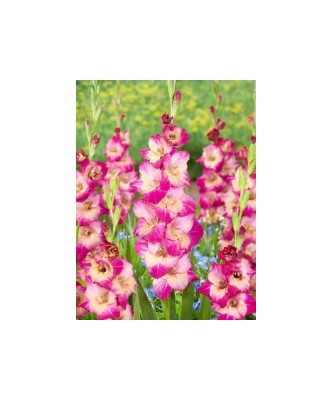 Bulb, Gladiole, Apricot bubble gum Gladiole, Calibru 8/10 foto