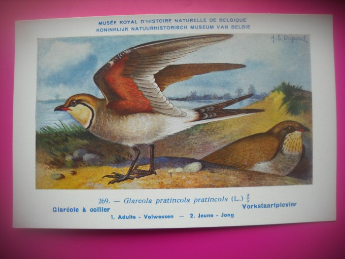 HOPCT 6322 GLAREOLA PRATINCOLA PRATINCOLA -PASARI DE APA -FAUNA EUROPA-CP CHROMO LITHO -MUZEUL REGAL STIINTE NATURALE BELGIA-NECIRCULATA