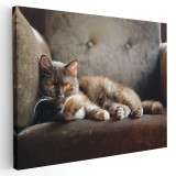 Tablou pisica maro pe fotoliu Tablou canvas pe panza CU RAMA 30x40 cm