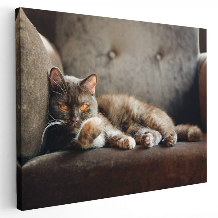 Tablou pisica maro pe fotoliu Tablou canvas pe panza CU RAMA 60x80 cm