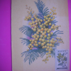 HOPCT 79375 MIMOZE RUSIA -CARTI POSTALE FLORI -NECIRCULATA