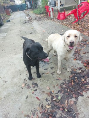 V&amp;acirc;nd c&amp;acirc;inii Labradori retriever cu pedigree tip A foto