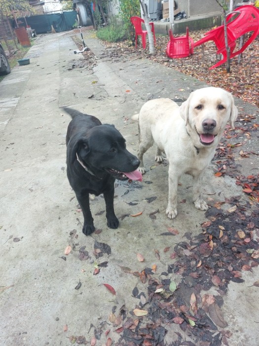 V&acirc;nd c&acirc;inii Labradori retriever cu pedigree tip A