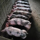 Porci rasa pietran jud Valcea