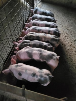 Porci rasa pietran foto