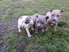 Pui Amstaff foto