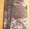 QW23 B - Carte postala - tematica turism - vedere - Romania - Busteni 13