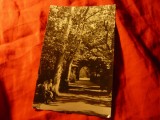 Ilustrata Buzias - Vedere din Parc - RPR 1958 Ed.Casa Scanteii