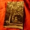 Ilustrata Buzias - Vedere din Parc - RPR 1958 Ed.Casa Scanteii