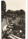 CPIB 17512 CARTE POSTALA - CLUJ. GRADINA BOTANICA, Circulata, Fotografie