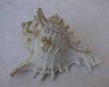 Impresionanta scoica de dimensiune medie 12 x 10 cm (9), Naturala