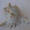 Impresionanta scoica de dimensiune medie 12 x 10 cm (9)