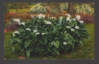 CPIB 20817 FELICITARE - GRADINA CU FLORI, LEVY SI NEURDEIN, PARIS, 1924 foto