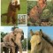 Fauna, Maxime