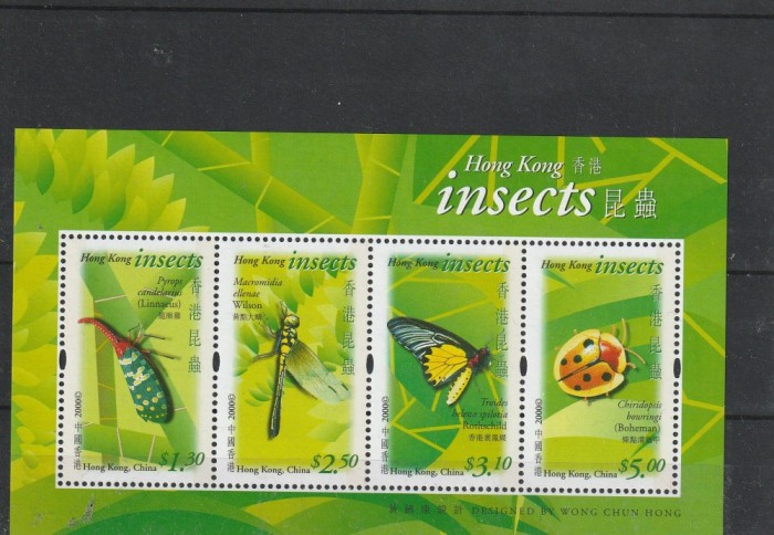 Fauna ,insecte ,Honk Kong.